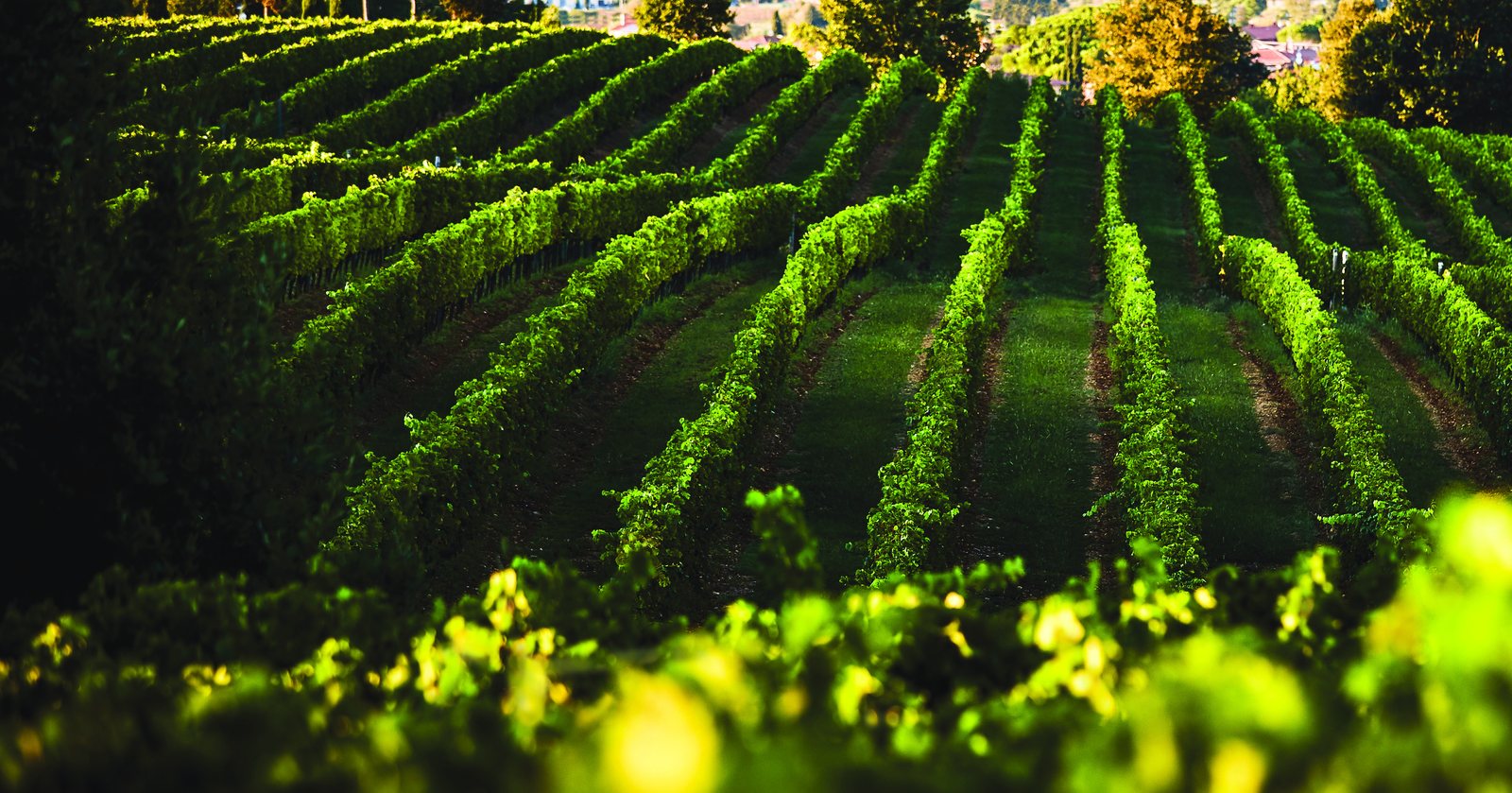田间管理 — The Vineyards